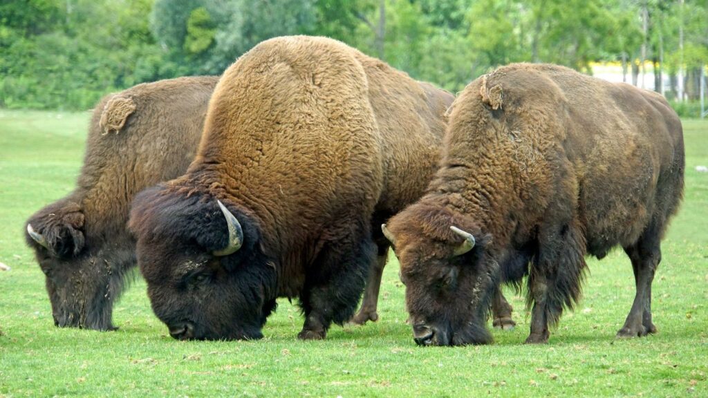 These 5 Prehistoric Creatures Were the True Architects of American Ecosystems