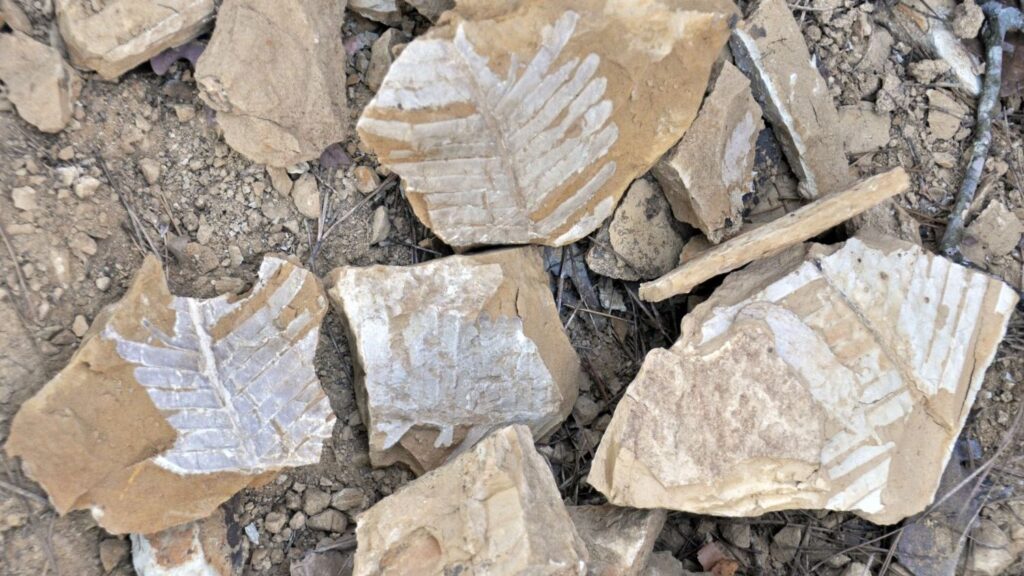 Decoding the Dino Diet: What Ancient Plants Tell Us About Prehistoric America