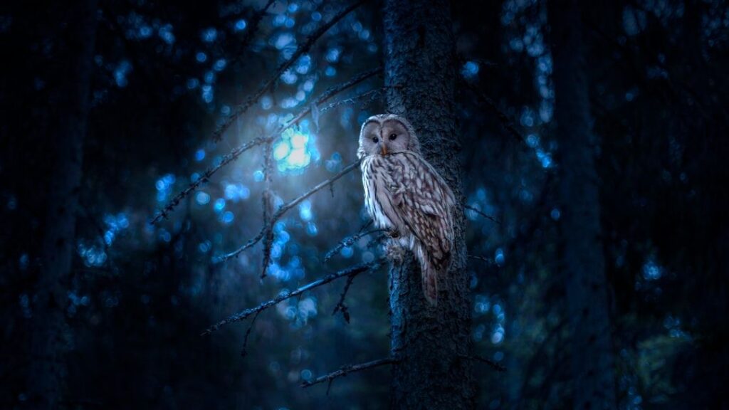 Your Spirit Animal Reveals Your Deepest Connection to the Ancient Wilderness