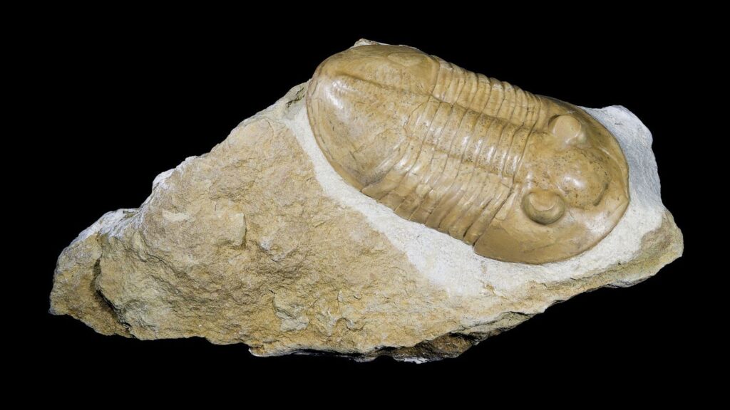 The Silent Storytellers: Fossils and the Secrets of Ancient North Carolina