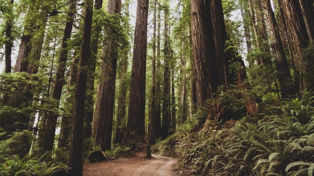 The True Architects of Biodiversity: Ancient Ecosystems of the Pacific Northwest