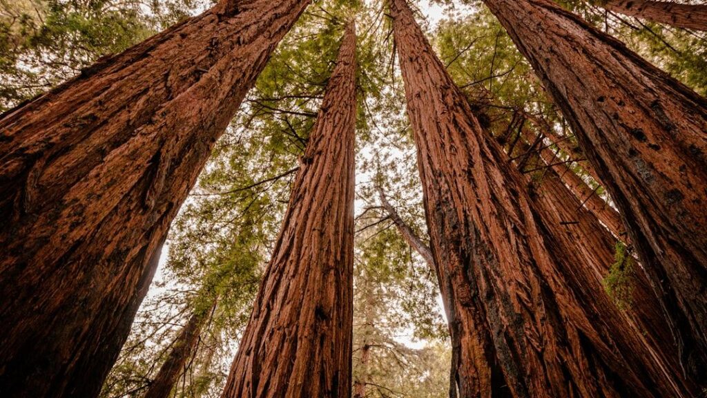 8 Incredible Ways Prehistoric Forests Shaped Today's American Ecosystems