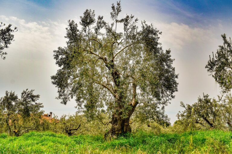 Europe’s olive grove crisis affects nature & culture, but has solutions
