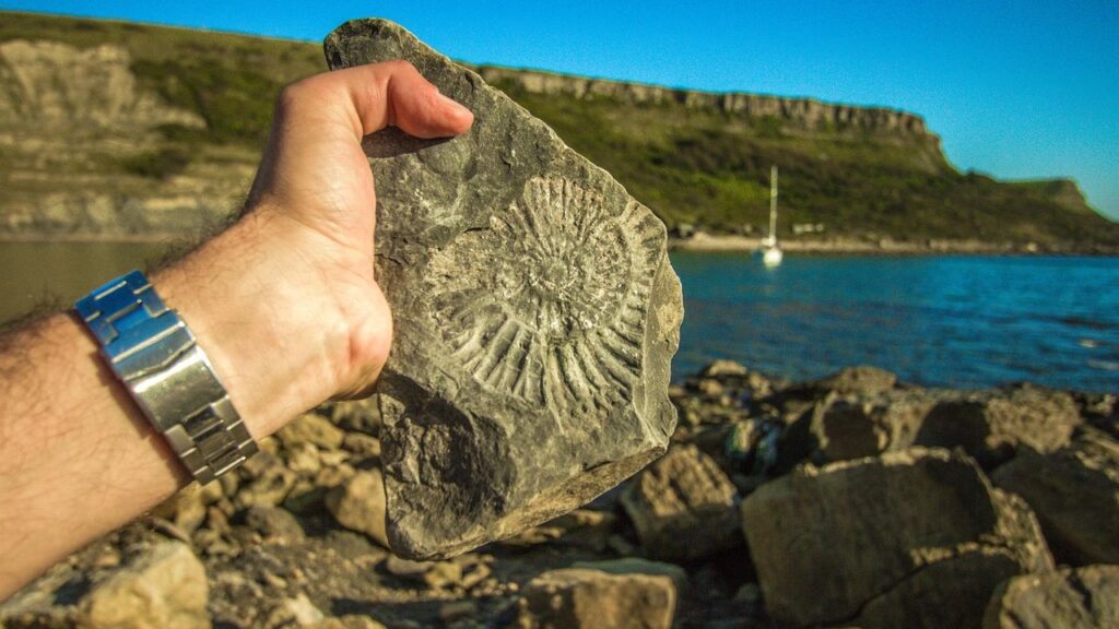 Exploring the Fossil Coast: Rare Discoveries Along the Atlantic Seaboard