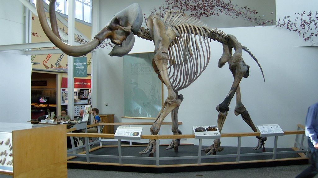 The Mammoth Graveyards: Uncovering Ice Age Giants in Midwestern States