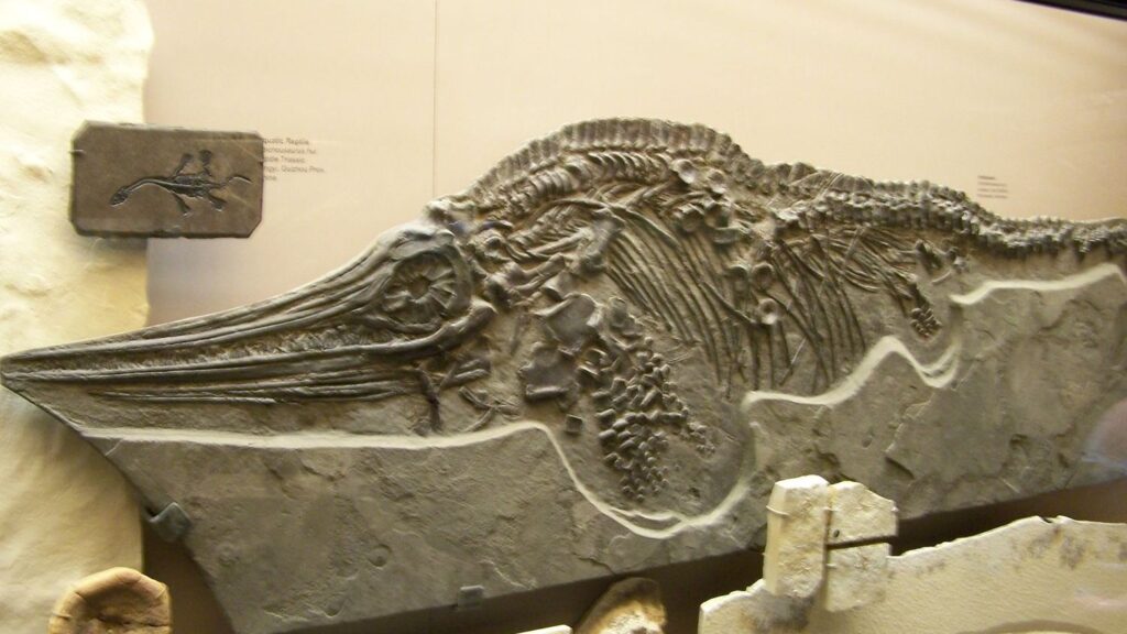 8 Facts About The Ichthyosaur: The World's Largest Prehistoric Sea Monster