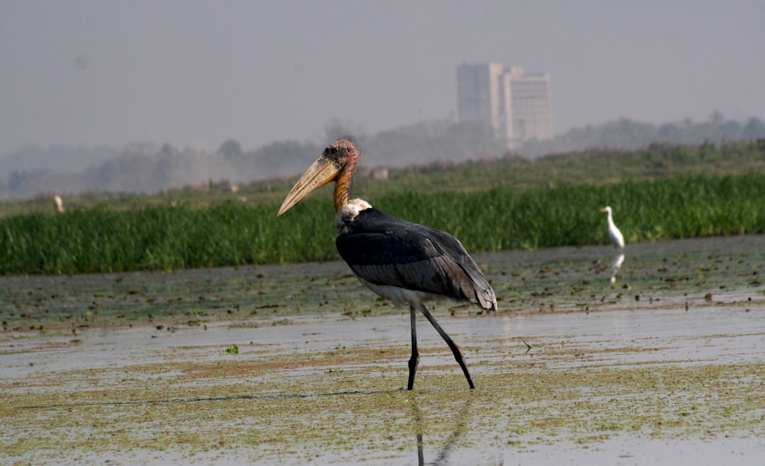 Beyond poaching: Why habitat loss is the real crisis for India's wildlife
