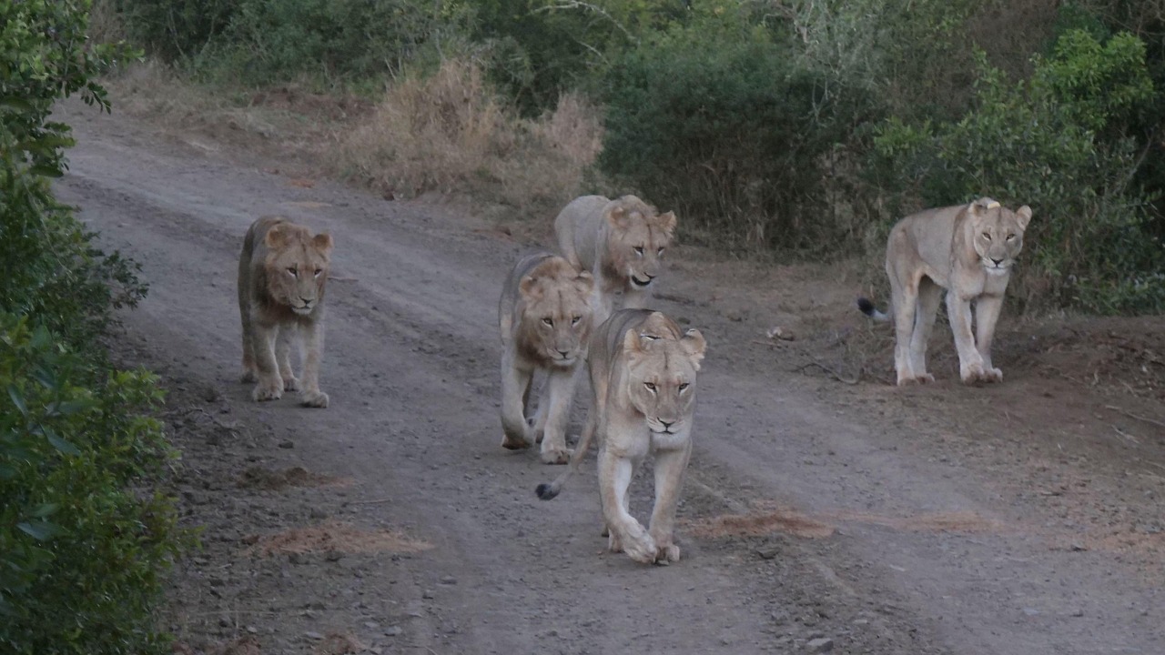 Gujarat's Barda Wildlife Sanctuary Sees Rising Wildlife Numbers in Protected Forest Zone