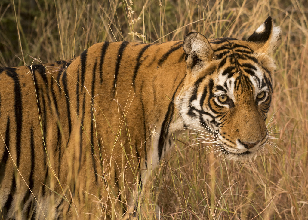 Asia's largest predators and the giants they hunt.