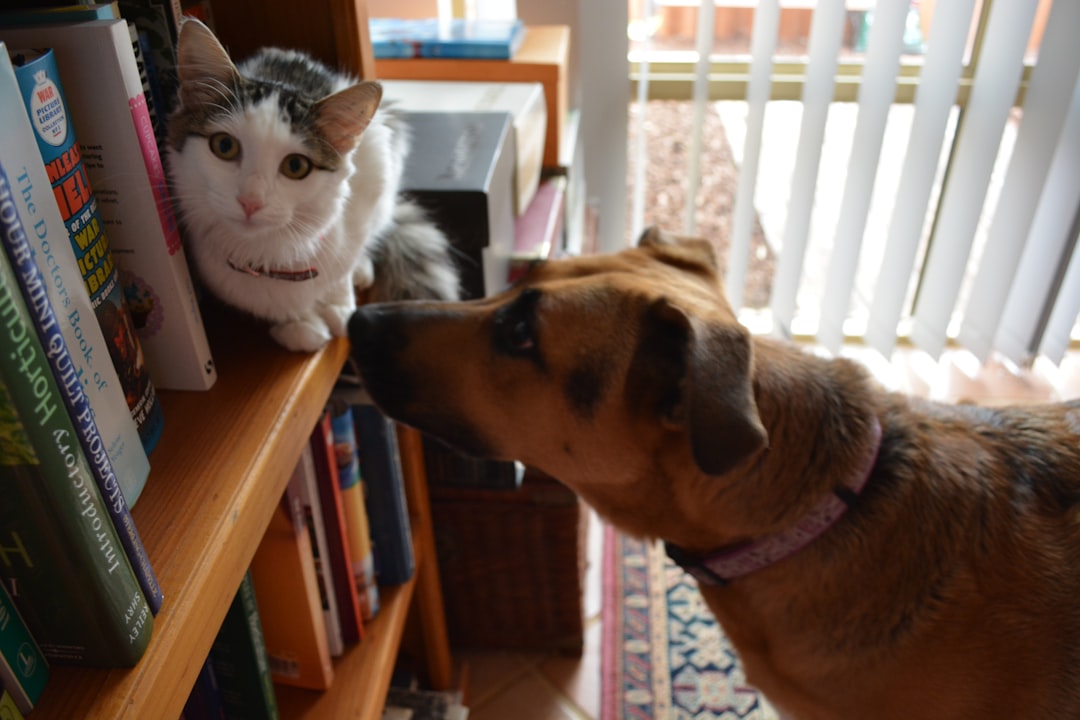 Can Cats Learn Words Like Dogs? What Science Says