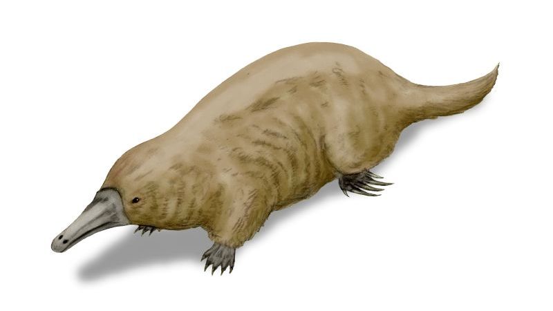 The Rise of Mammals: How Small Creatures Thrived Alongside and After Dinosaurs