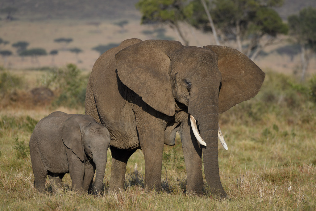 Critical Threats Driving the Global Wildlife Crisis