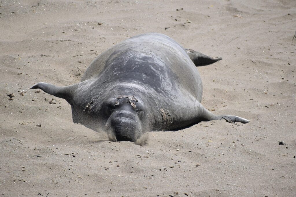 Thinner Elephant Seals Forage More Fiercely, Rest Less to Combat Hunger
