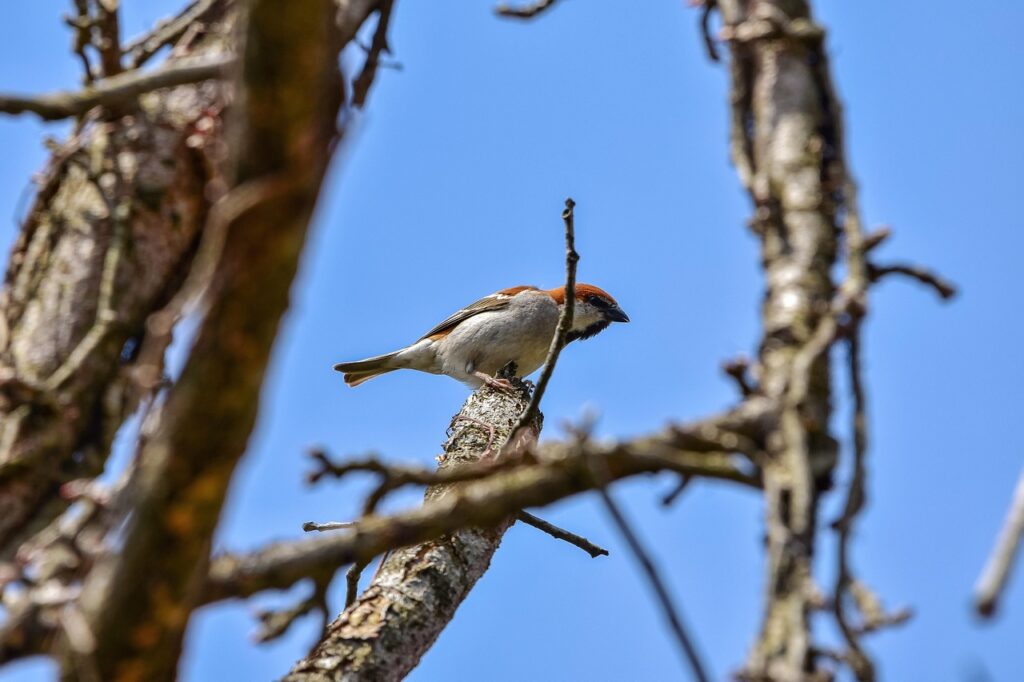 Birds Scatter Seeds of Hope on Wildfire's Ashes