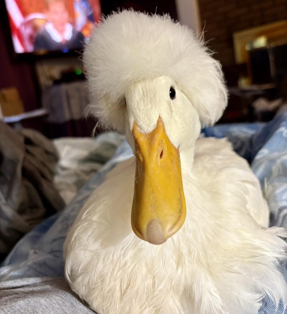 Adorable Pip Will Change the Way You See Ducks