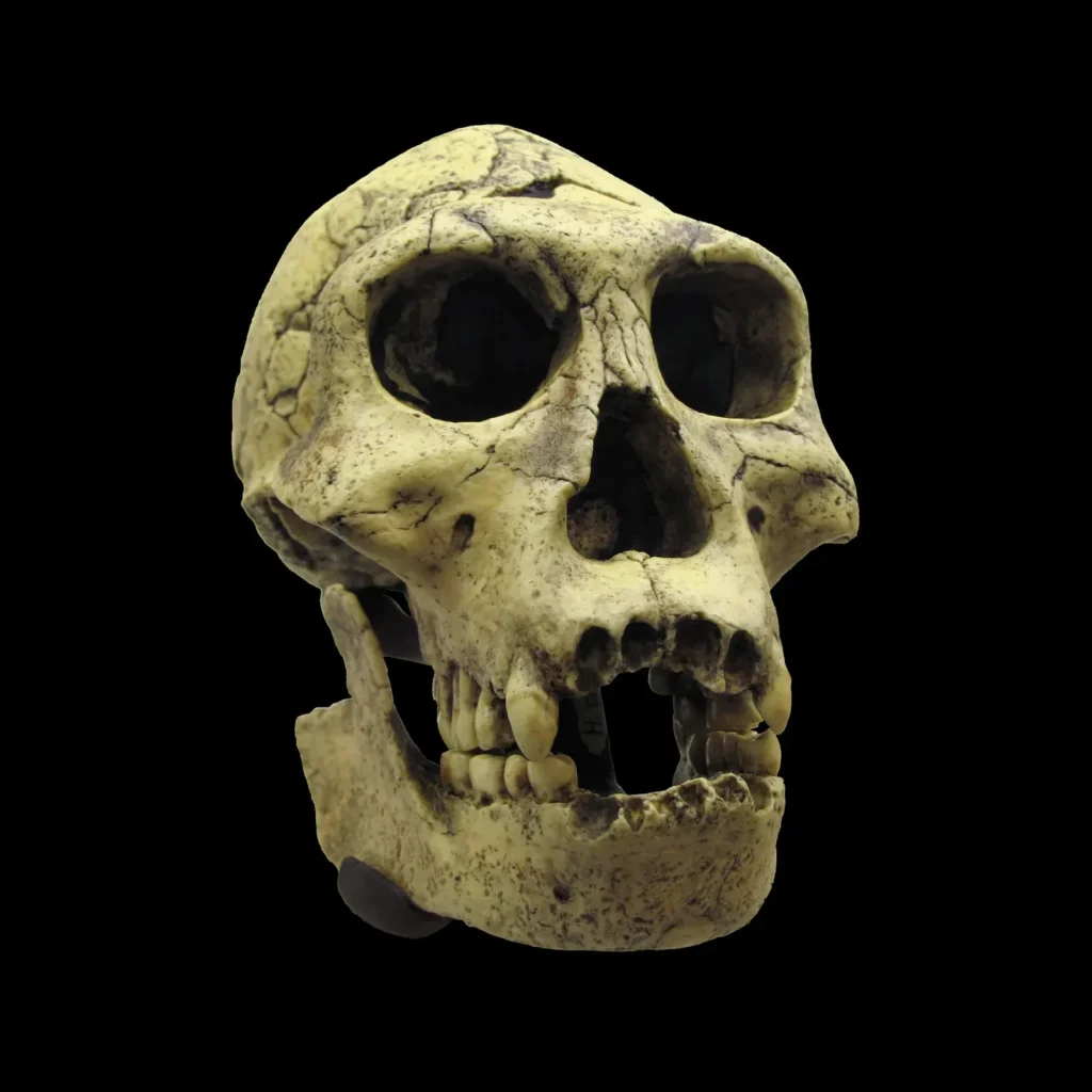 Fossil Studies Say Homo erectus Wasn't the First Human Species to Leave Africa 1.8 Million Years Ago