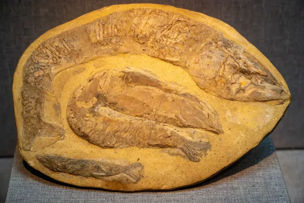 7 Astounding Prehistoric Discoveries That Challenged Paleontology's Dogma