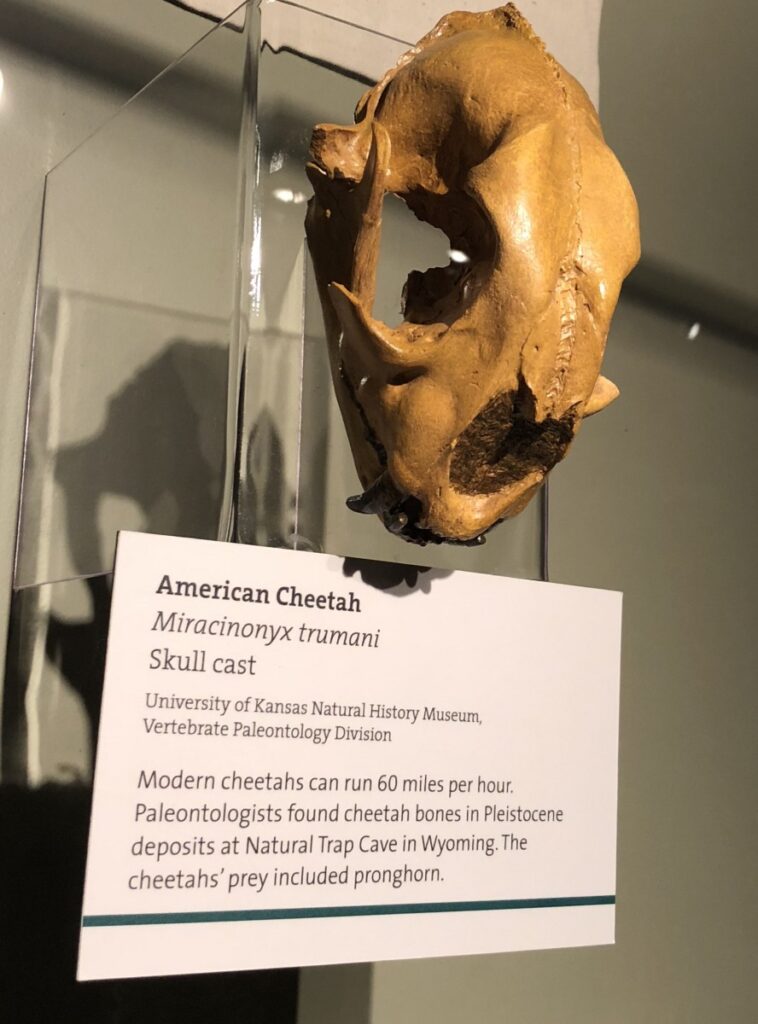 The American Cheetah: Speed Before the Pronghorn Knew It 