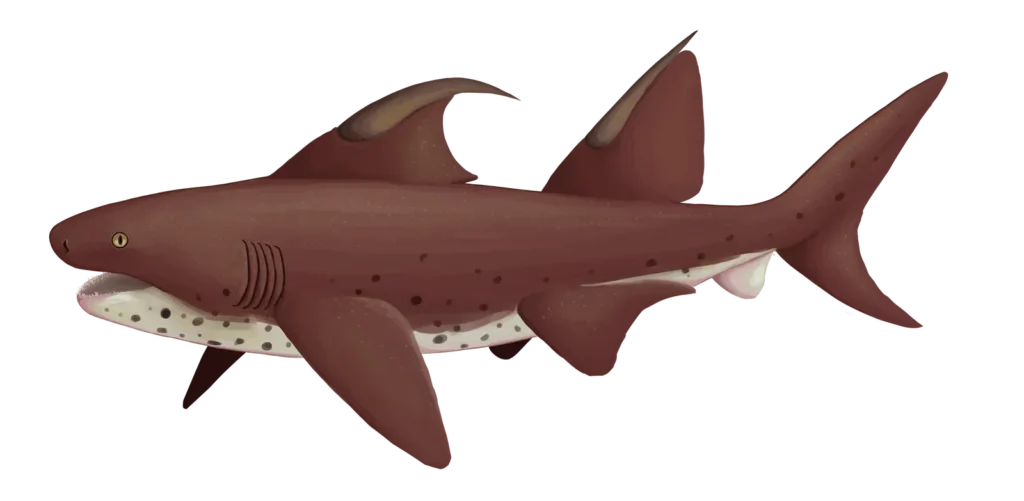Interesting Facts About the Hoffman's Dragon Shark