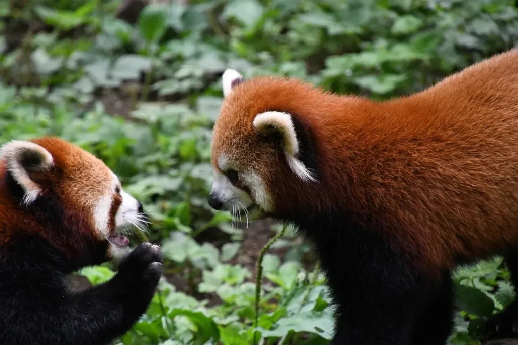 The Secret Language of Animals: How They Communicate Beyond Our Understanding