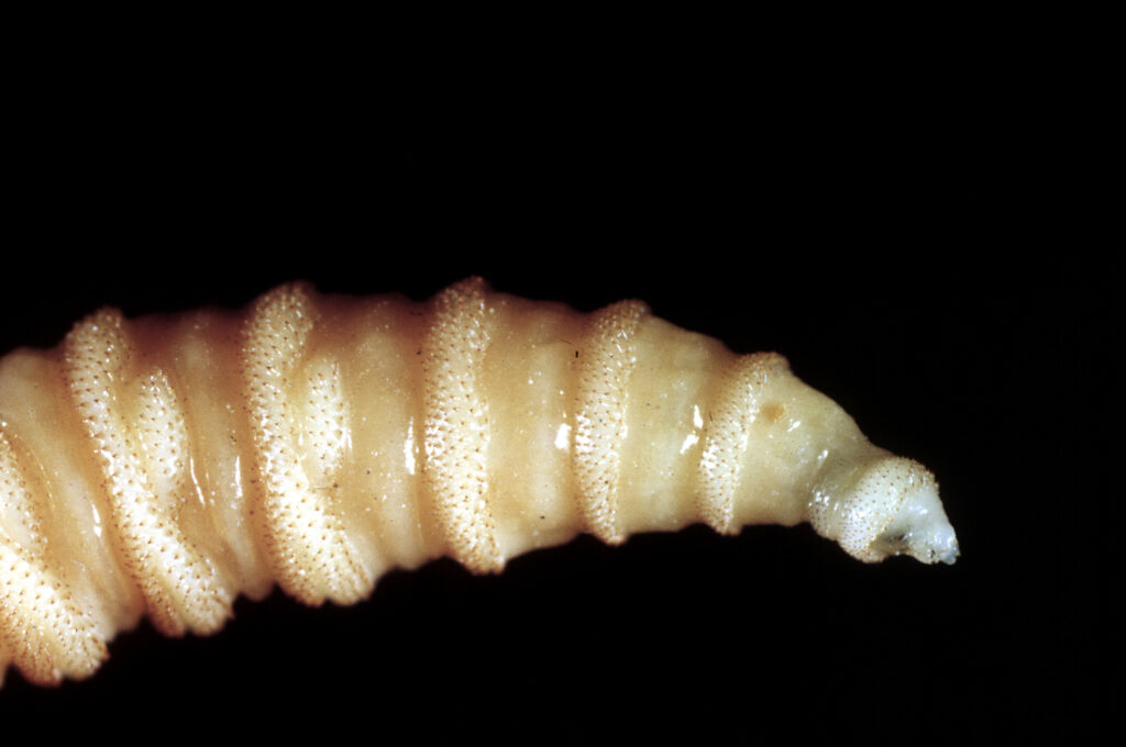 USDA Launches $100 Million Grand Challenge to Halt Screwworm Spread
