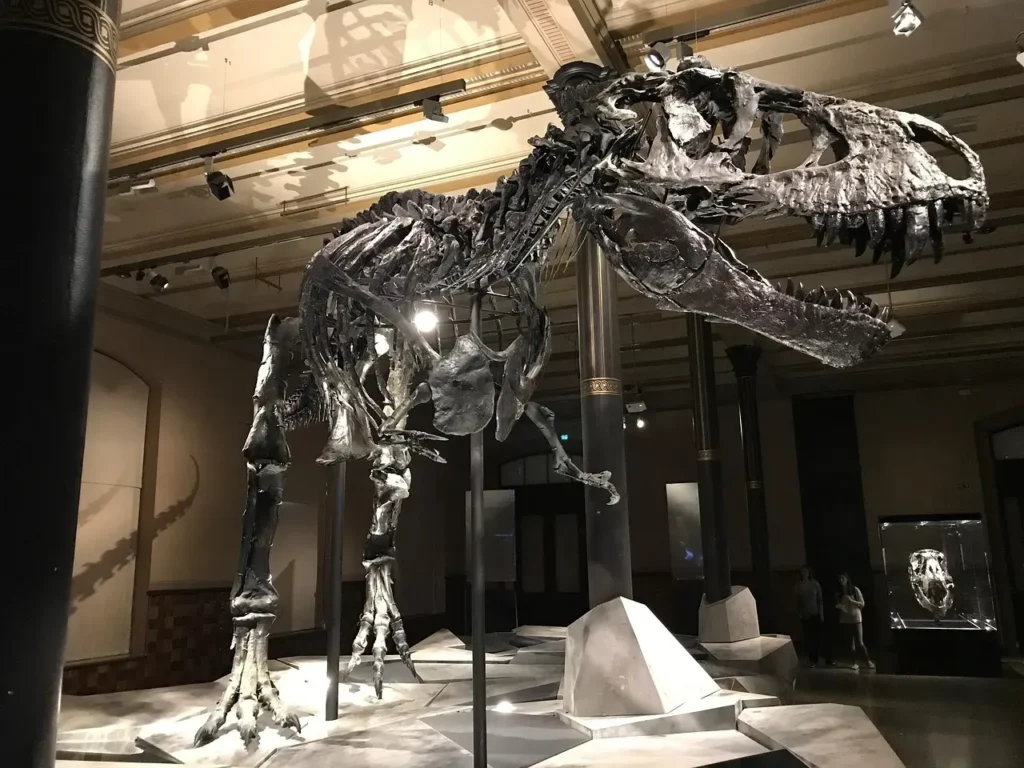 The Tyrannosaurus Rex Was Far More Intelligent Than Previously Imagined