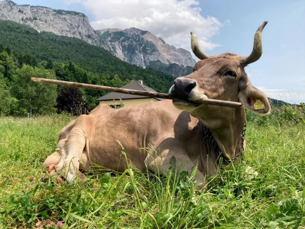 Austria's Veronika the Cow Masters Broom for Back Scratch