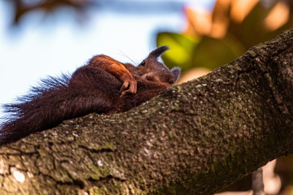 Germany – Photographer's Window Offers Rare Glimpse of Squirrel Family Nap