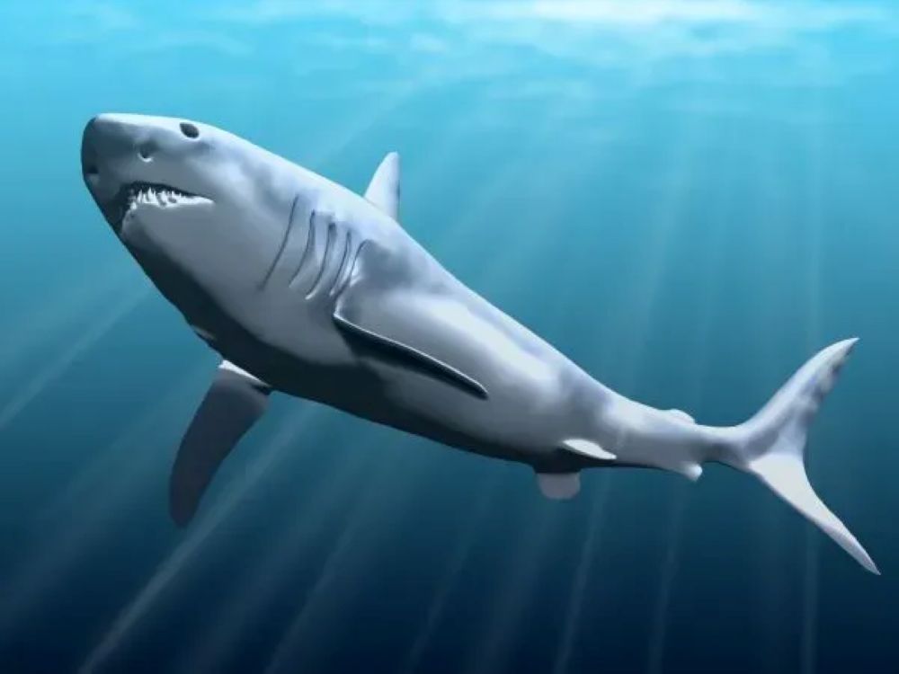 Did Megalodon Roam the Ancient Seas Off the US Coast? New Evidence Surfaces