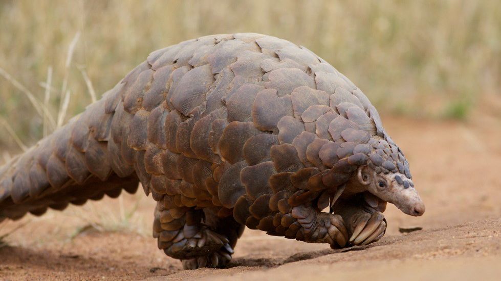 10 Animals That May Be Extinct by 2050 Unless We Mend Our Ways