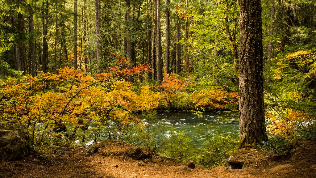 Conservation Efforts Are Crucial for Protecting America's Remaining Ancient Ecosystems