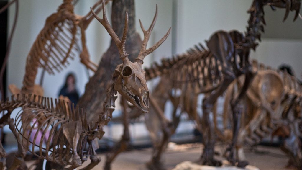 The True Scale of Prehistoric Megafauna in North America Will Astonish You