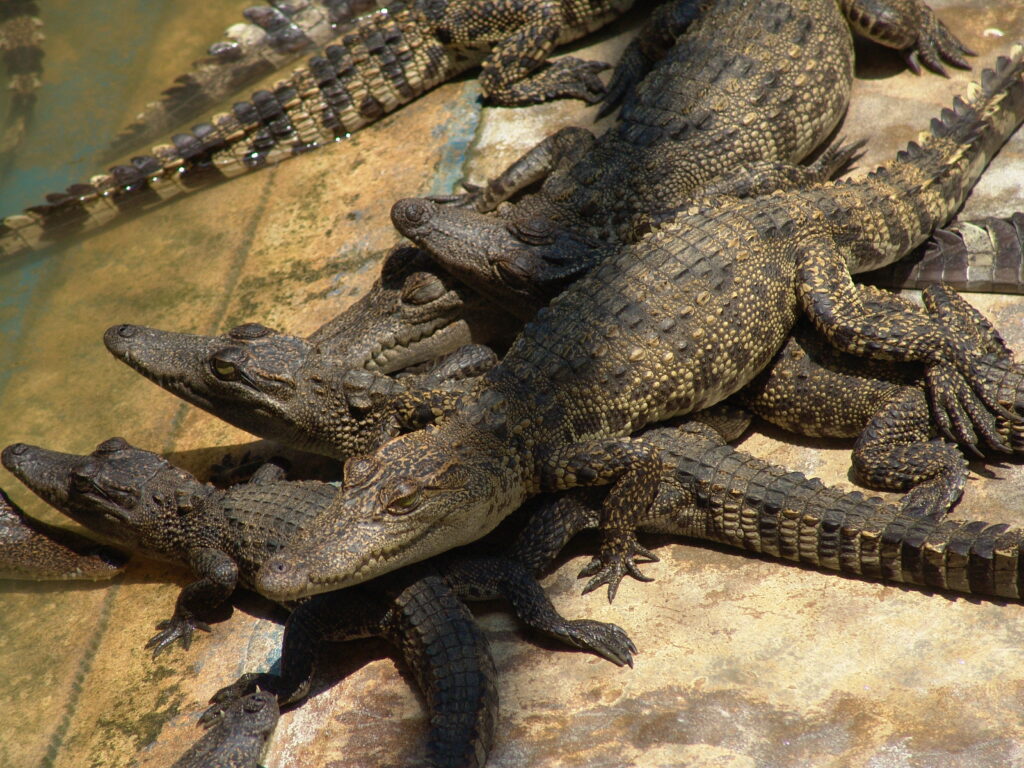 Laos communities bring rare crocodiles back from brink