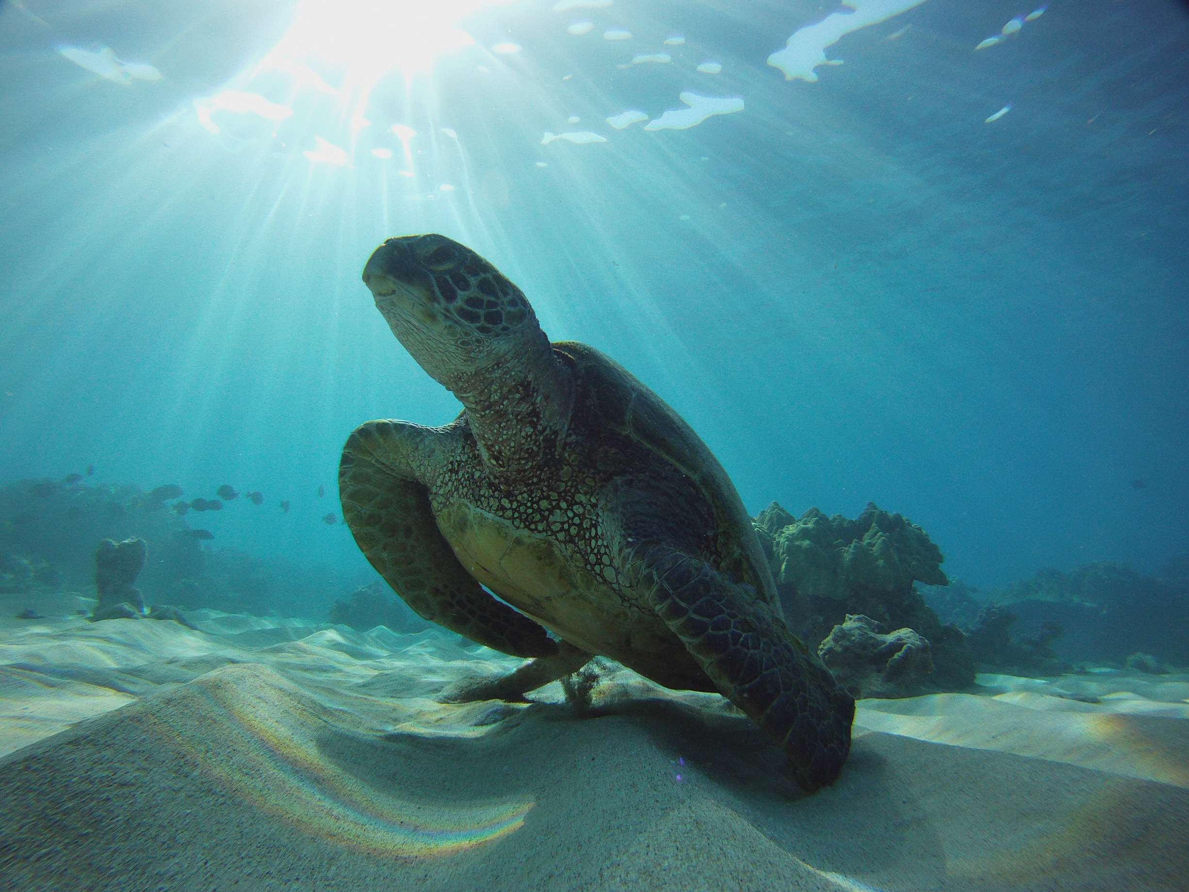 A Simple Sun-Powered Glow Is Stopping Sea Turtles From Dying in Fishing Nets
