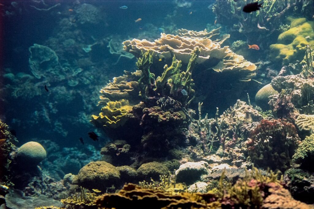 The Sunscreen That Saves Reefs: Singapore Scientists Turn Tea Pollen into Ocean-Friendly UV Shield