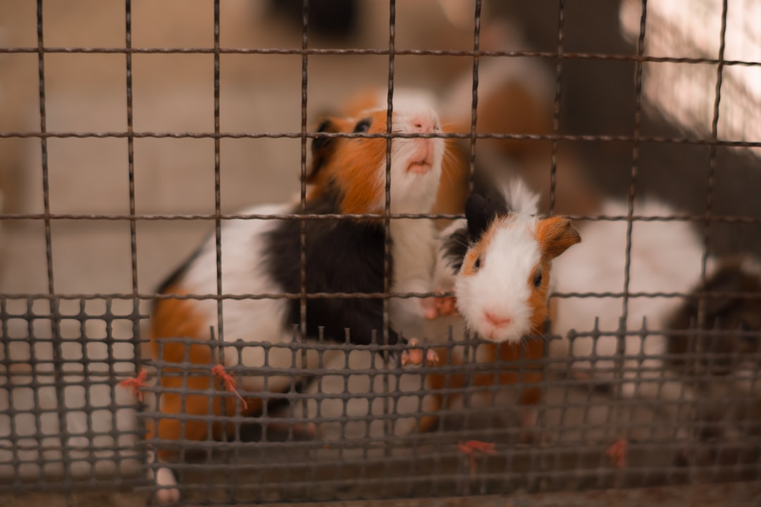 Better for Animals: The Evidence Behind Conducting Research for Effective Advocacy