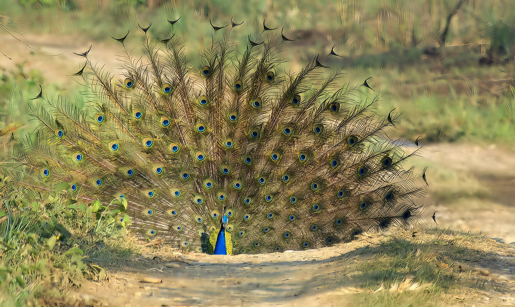 Inside India's most wildlife-rich national parks right now