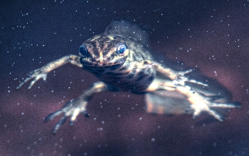 Wild Cam: Underwater NewtCam identifies species using AI