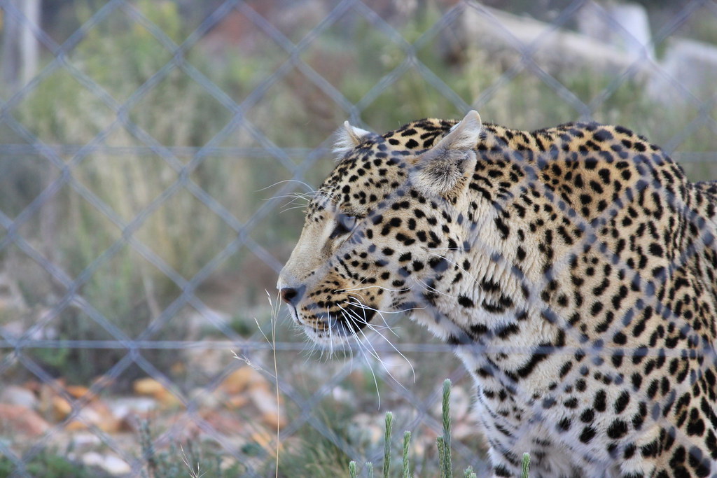 Leopard enters house in Amreli Village, rescued after 90 minute operation