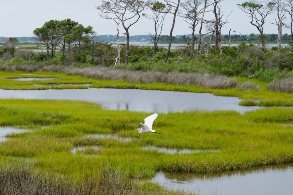 World Wetlands Day 2026: Understanding Wetlands and the Laws That Protect Them