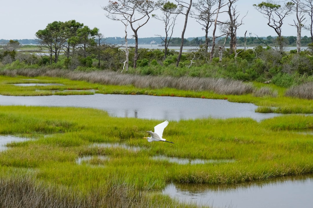 World Wetlands Day 2026: Understanding Wetlands and the Laws That Protect Them