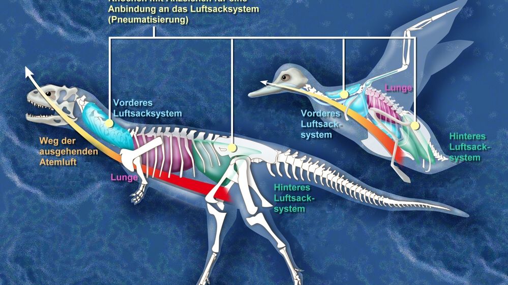 The Evolutionary Link Between Dinosaurs and Modern Birds Is Stronger Than Ever Believed