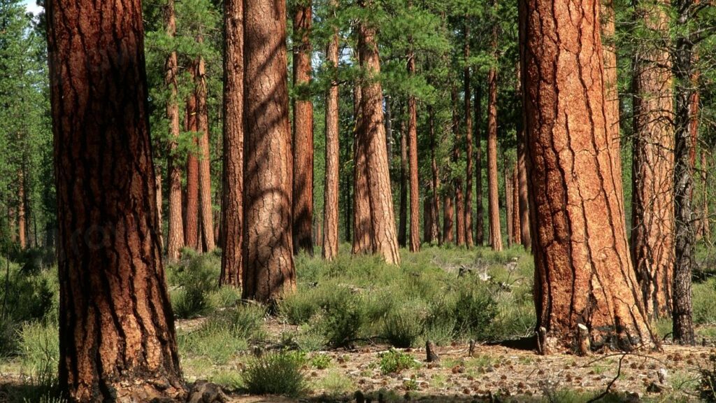 12 Surprising Facts About America's Ancient Forests and Their Inhabitants