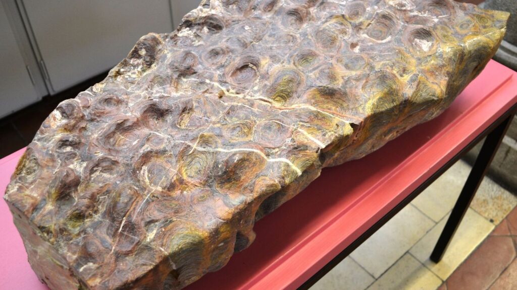 Unearthing the Unexpected: How Ancient Microbes Shaped Prehistoric Ecosystems