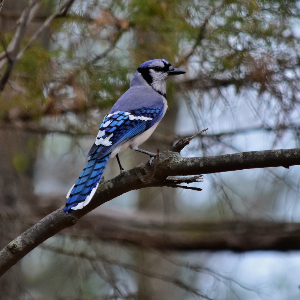 Virtual reality puts bird biology into the brain