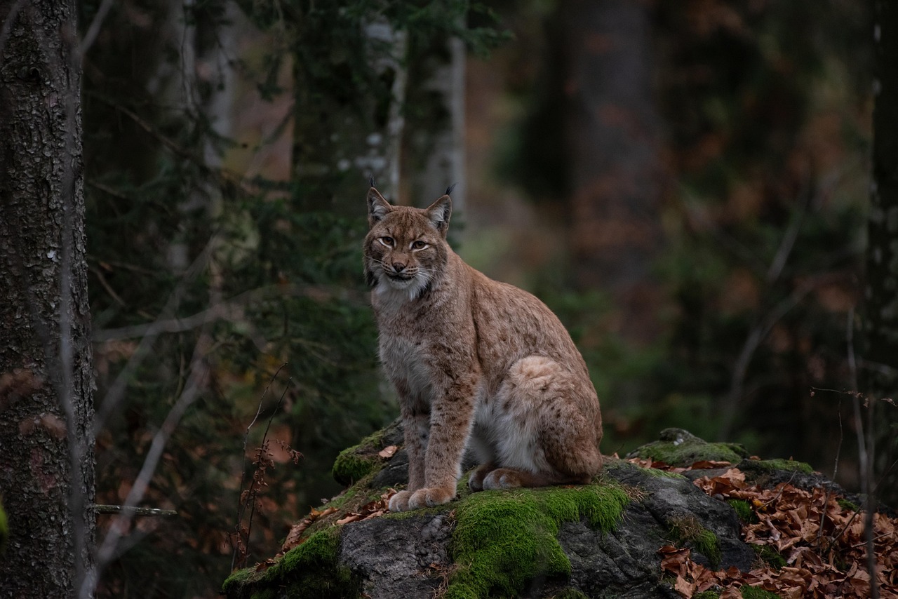 Can bobcats survive the bird flu?