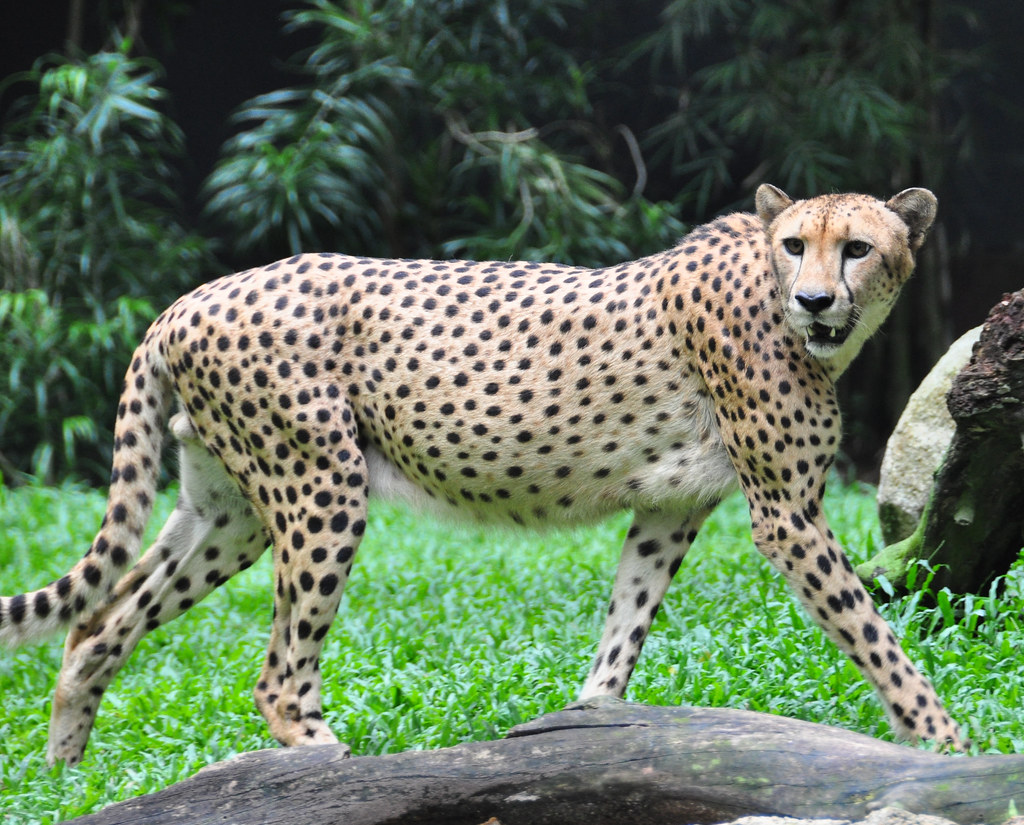 Remembering Savanna the Cheetah