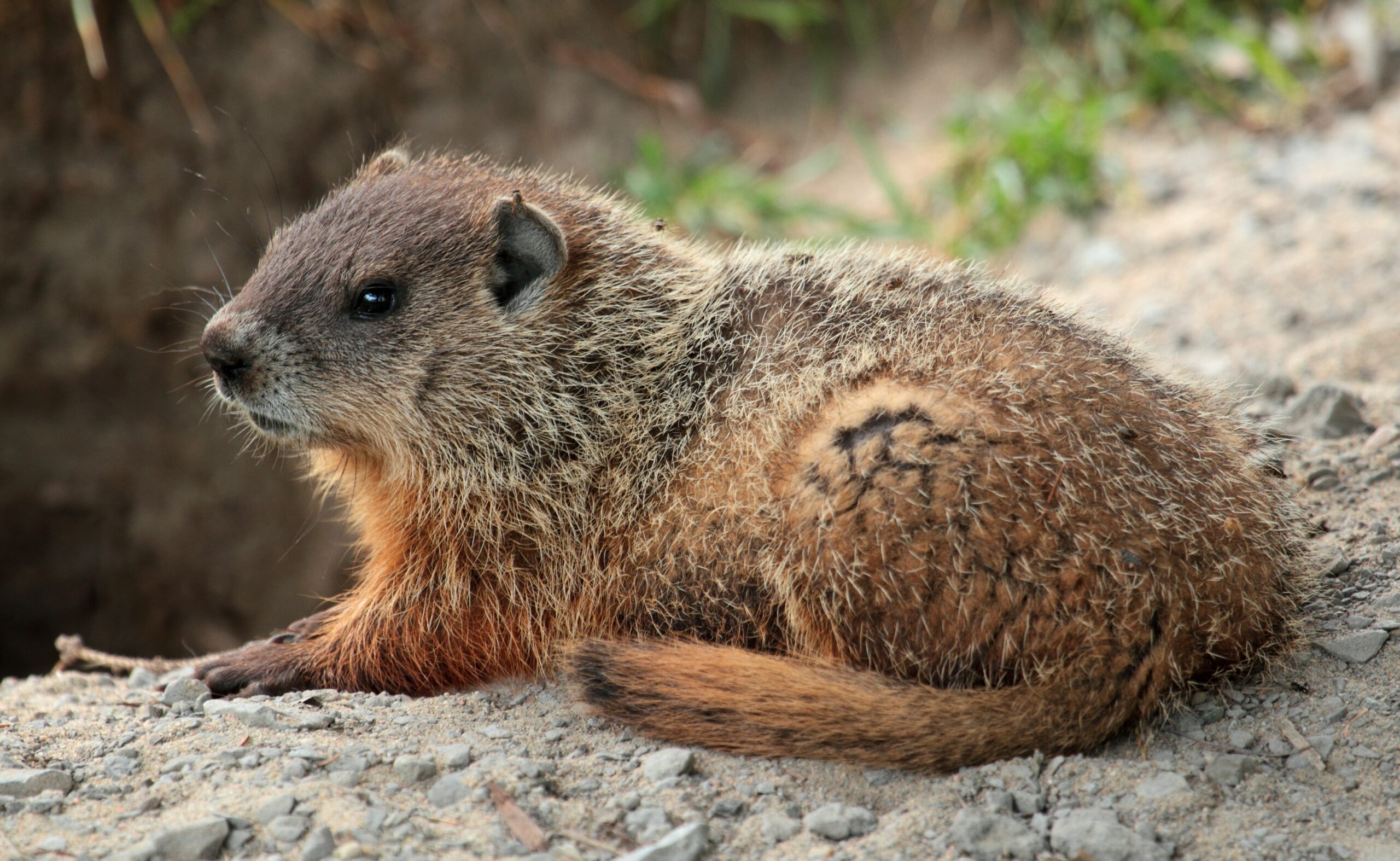 5 Cool Facts about Groundhogs for Groundhog Day!