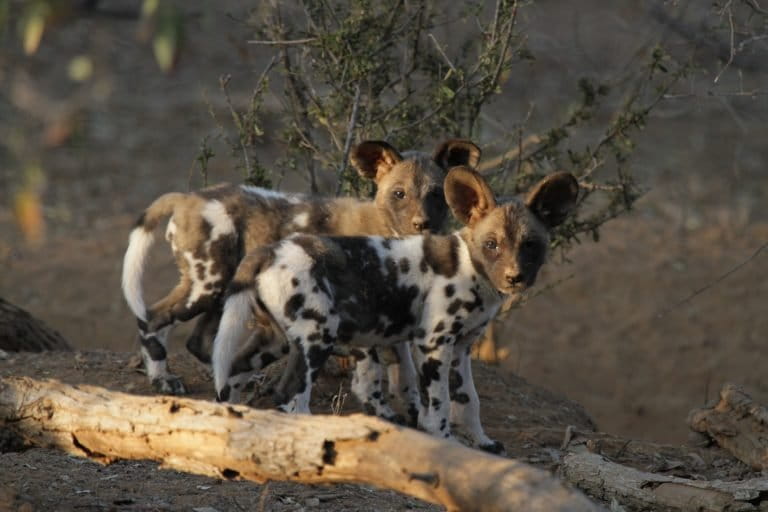 African wild dogs break the carnivore rule in Botswana