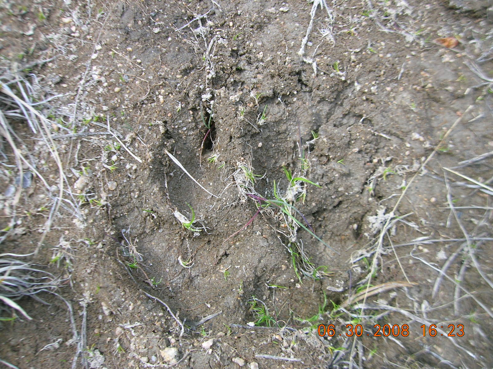 Reading paw prints, saving villages for Rs 15k a month: How forest trackers in Gir keep their ...